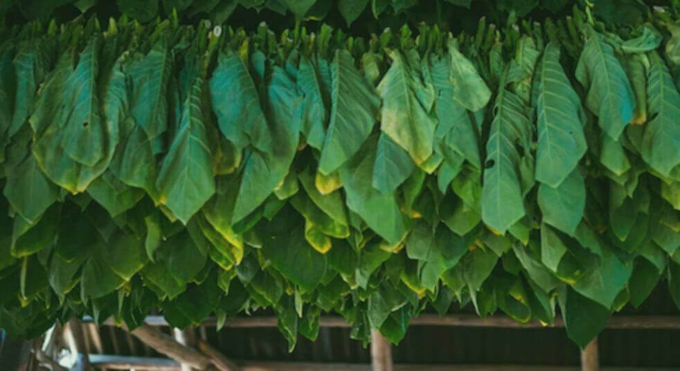 Behold the Splendor of a Tobacco Curing Barn Overflowing with Luscious Fresh Tobacco Leaves